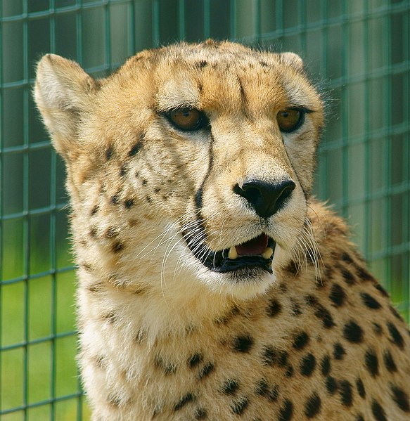 File:Cheetah (5710188555).jpg