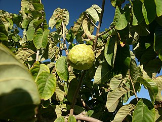 <span class="mw-page-title-main">Cherimoya</span> Edible fruit-bearing species of the genus Annona