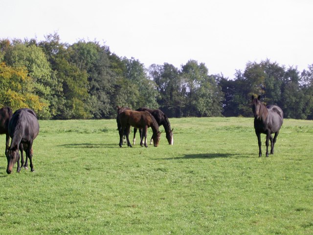 Barbavilla Stud Horses