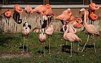 Chileflamingo (Phoenicopterus chilensis), Tiergarten Nürnberg