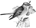 Thumbnail for File:Chipping Sparrow-Birdcraft-0236-30.png