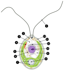 Chlamydomonas reinhardtii vector scheme