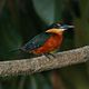 Chloroceryle inda -Madidi National Park -Bolivia-8a-4c.jpg