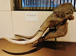 Choerolophodon koponya