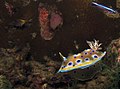 Chromodoris sp sea slug.jpg