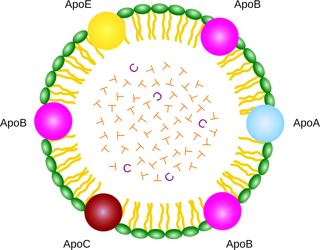 Lipoprotein