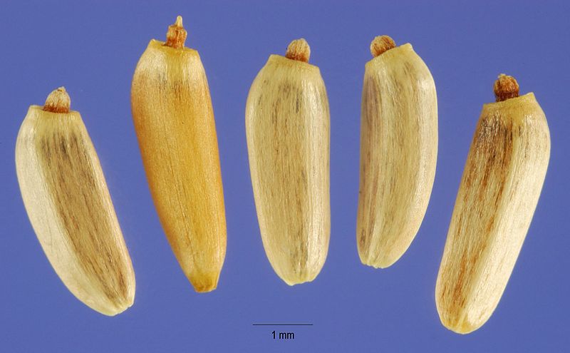 File:Cirsium vulgare-cips-1.jpg