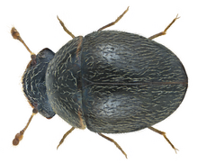 Clambus armadillo (Geer. 1774) (21484229560) .png