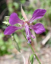 Diamond clarkia, Clarkia rhomboidea Clarkiarhomboidea.jpg