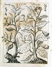 Illustration zu einer Mitteilung Cleyers in den Ephemeriden der Leopoldina (De Plantis Japanensibus Isnoacky, Germ. Eyserholz / & Tsumacky).