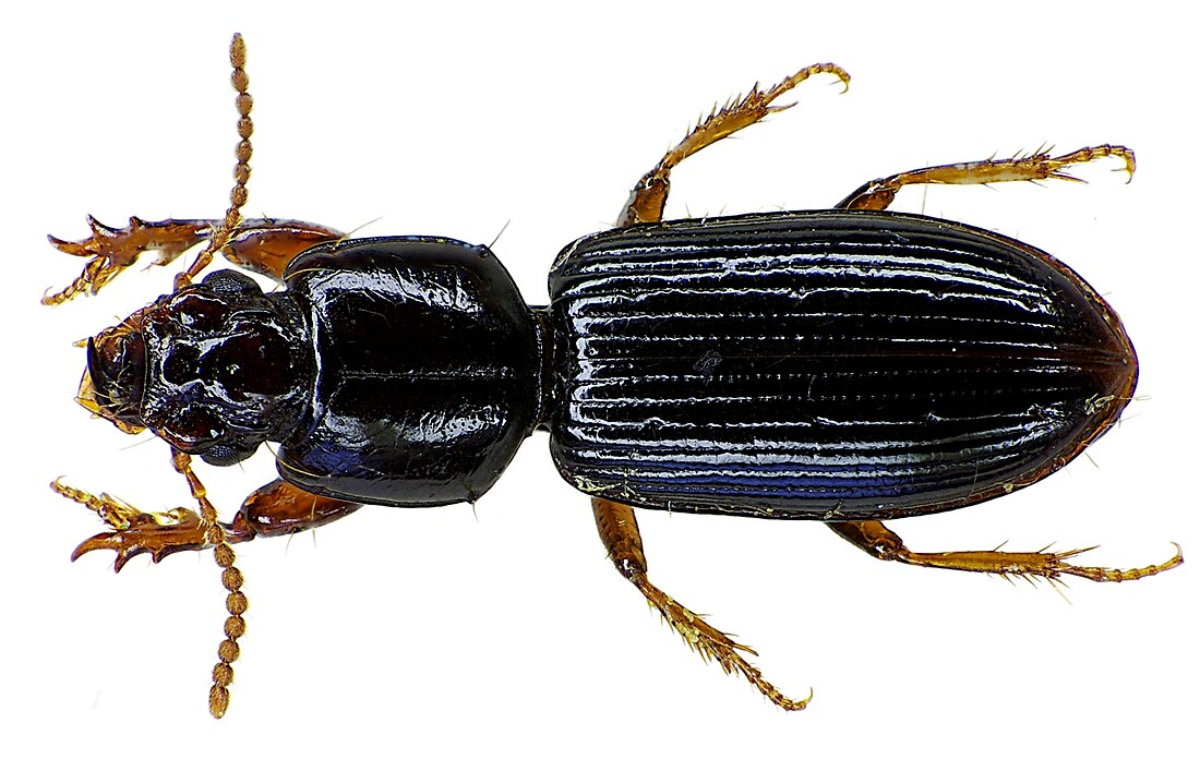 Clivina