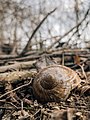 Close-up of a snail shell on the ground in the forest - Flickr - Ivan Radic.jpg