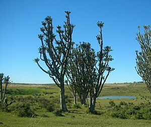 Valleibosnaboom: Verspreiding, Fotogalery, Sien ook