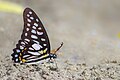 * Nomination Close wing mud-puddling of Graphium chironides Honrath, 1884 – Veined Jay (Male). (by Subhendukhan) --Atudu 05:37, 2 April 2019 (UTC) * Promotion  Support Good quality. --Tournasol7 06:07, 2 April 2019 (UTC)