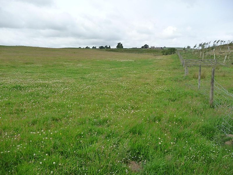 File:Clover-filled pasture - geograph.org.uk - 1993588.jpg