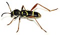 Clytus arietis WP - (kerbtier.de: Art sicher) Category in Commons