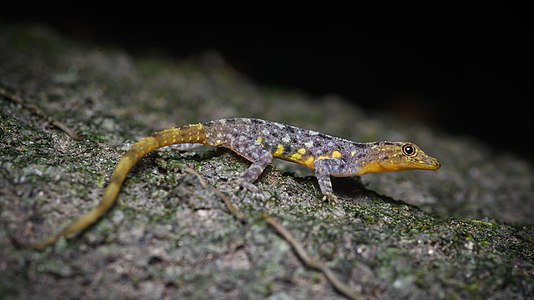 Chanthaburi rock gecko