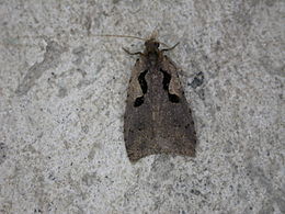 Cnephasia jactatana (Új-Zéland, Papanui)