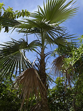 Jardin Botanico Nacional De Santo Domingo Wikipedia La