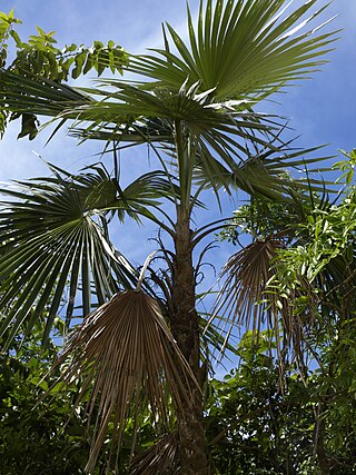 <i>Coccothrinax argentea</i> Species of palm