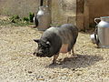 Cochon à la ferme du Vanneau.