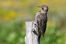 Northern Flicker Pic flamboyant