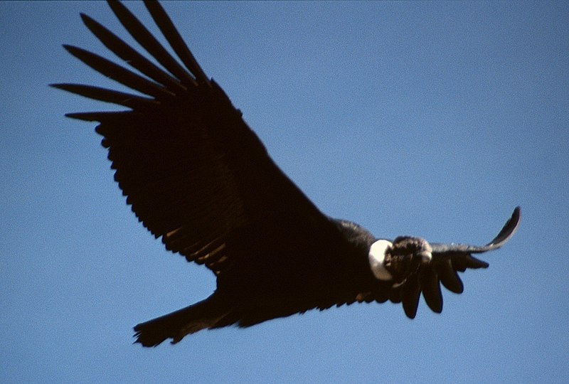 File:Colca-condor-c07.jpg