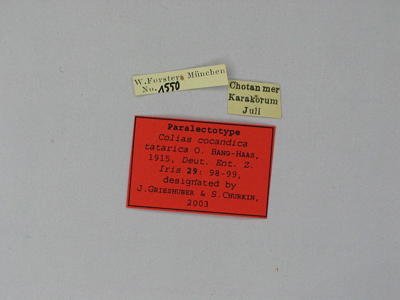 File:Colias cocandica tatarica male Paralectotype 16 labels ZSM.jpg