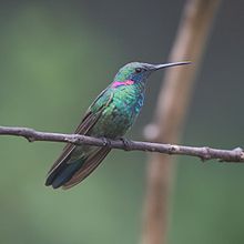 Colibri serrirostris-Violetear با تهویه سفید (مرد) .JPG