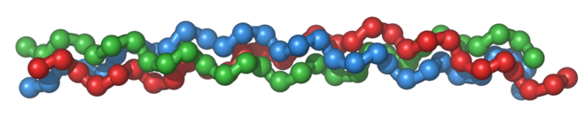Tropocollagen molecule: three left-handed procollagens (red, green, blue) join to form a right-handed triple helical tropocollagen.