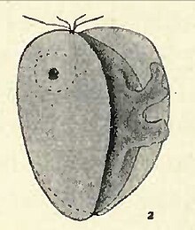 Collodictyon pseudopodoa (extracted).jpg