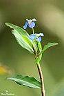 Commelina sp. (36740998760).jpg