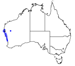 <i>Commersonia borealis</i> Species of flowering plant