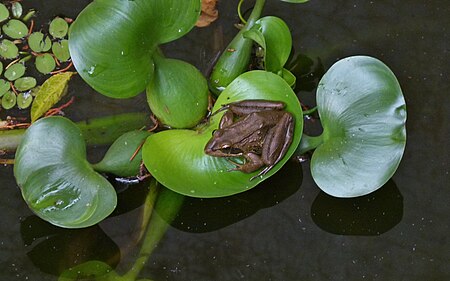 Tập_tin:Common_River_Frog1.jpg