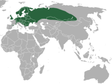 Жалпы Shrew area.png