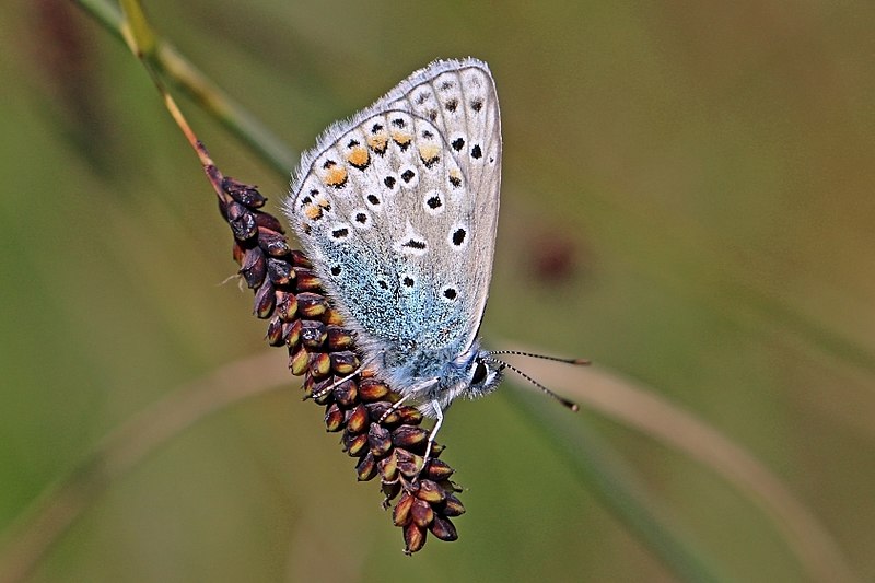 File:Common blue (Polyommatus icarus) underside.jpg