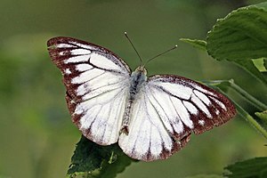 Common gull (Cepora nerissa evagete) male.jpg