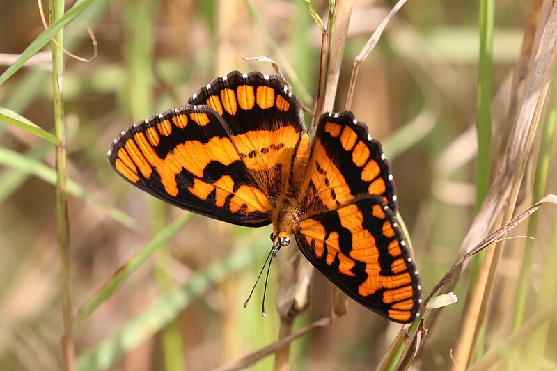 File:Common joker (Byblia ilithyia) male, Semliki Wildlife Reserve1.jpg