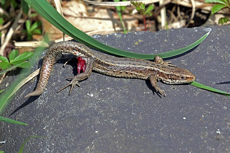 File:Common lizard (Zootoca vivipara) male, with everted hemipenes.jpg