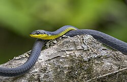 Common tree snake (Dendrelaphis punctulatus) Daintree 4.jpg