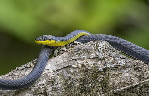 Common tree snake (Dendrelaphis punctulatus) Daintree River, Queensland, Australia
