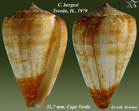 Conus borgesi