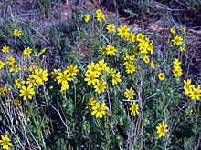 Coreopsis palmata NPS.jpg