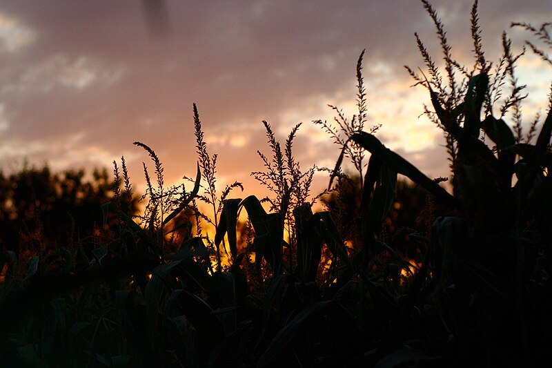 File:Corn in sunset (5788380579).jpg