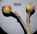 Florescence buds