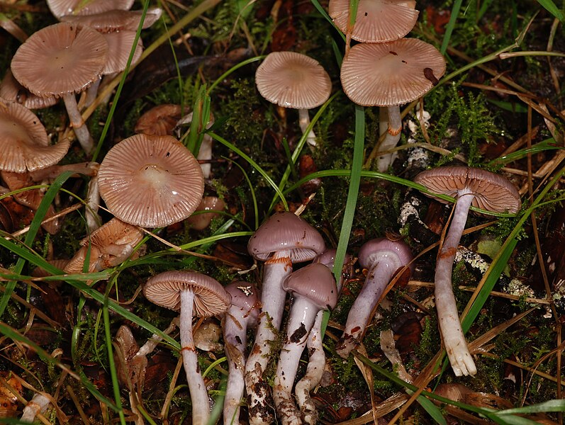 File:Cortinarius lubricanescens.jpg