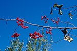 Miniatura para Crataegus phaenopyrum