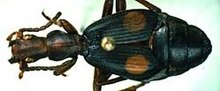 Crepidogaster bioculata.jpeg