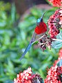 Crimson Sunbird - Aethopyga siparaja - P1080050.jpg
