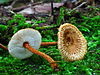 Two brown mushrooms lay on green moss. The mushrooms are brown and hairy with white gills.